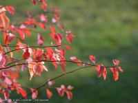 Herbststrauch