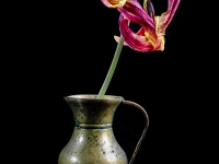 Schleinzer_Tulpe