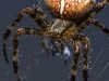 Linder T Kreuzspinne