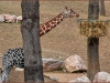 Wolfgang Stüfler_Giraffe_04