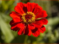 Ewald_Berdan_1_Aster