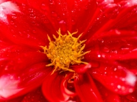Gerhard Janu_Blume im Regen
