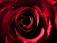 Rot-Pallik- Nr.4-Rosenrot