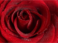 Wolfgang Stüfler-03-red rose