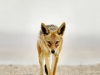 01_Stalker