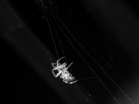 Spinne