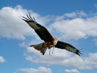Förster018