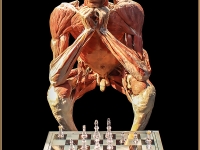 Wolfgang Stüfler - chess