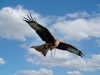 F?rster Adler
