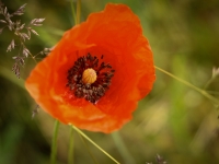 Facco-Mohnblume