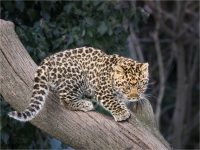 Leopardennachwuchs