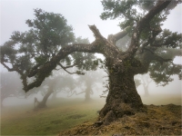 Madeira Fanal