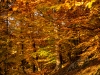 Gerhard Janu Homepage WL2021-4