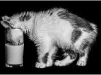 Wolfgang St?fler - Thirsty