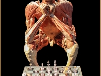Wolfgang St?fler - chess